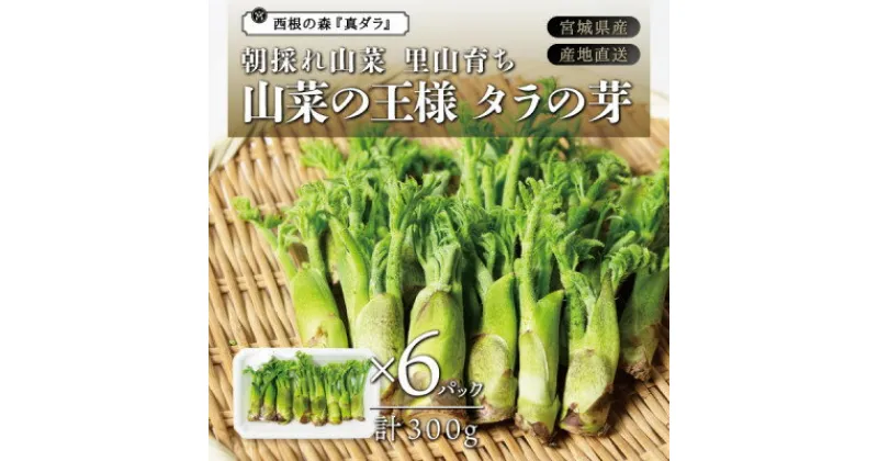 【ふるさと納税】朝採れ山菜 タラの芽 300g【配送不可地域：離島・北海道・沖縄県・信越、北陸・東海・近畿・中国・四国・九州】【1366251】