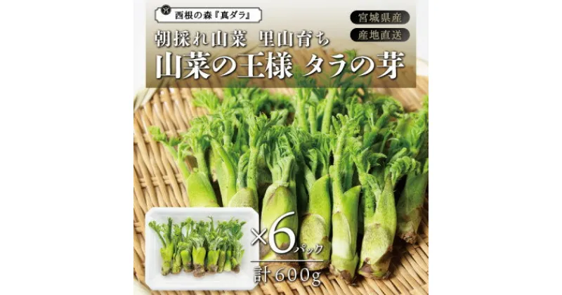 【ふるさと納税】朝採れ山菜 タラの芽 600g【配送不可地域：離島・北海道・沖縄県・信越、北陸・東海・近畿・中国・四国・九州】【1448803】