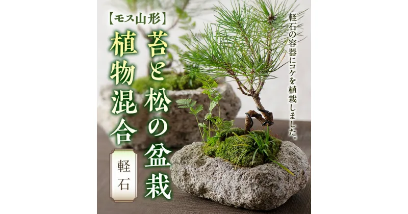 【ふるさと納税】【モス山形】苔と松の盆栽 植物混合（軽石） F2Y-5147