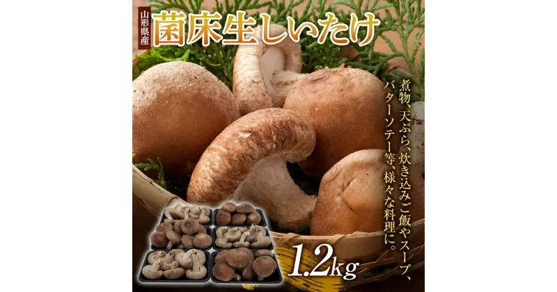 【ふるさと納税】肉厚！ 菌床生しいたけ 1.2kg F2Y-3327