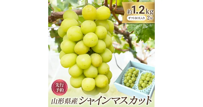 【ふるさと納税】≪令和6年度 先行予約≫山形県産 シャインマスカット 2房 約1.2kg前後 マスカット ぶどう ブドウ 葡萄 デザート フルーツ 果物 くだもの 果実 食品 山形県 FSY-0579