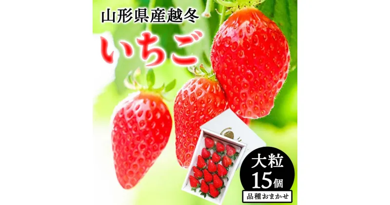 【ふるさと納税】 【令和6年12月上旬発送開始】山形県産 越冬いちご 大粒15個 品種おまかせ いちご イチゴ 苺 デザート フルーツ 果物 くだもの 果実 食品 山形県 FSY-1360