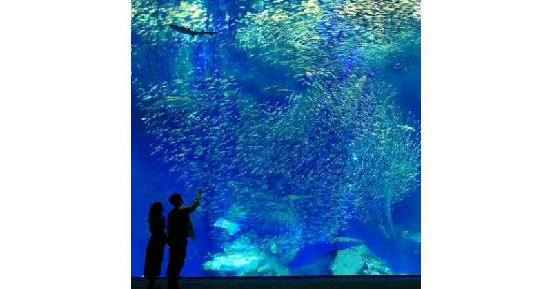 【ふるさと納税】アクアワールド茨城県大洗水族館　貸切1時間プラン(オーシャンホールにイルカが遊びに来る)【配送不可地域：離島・沖縄県】【1424654】