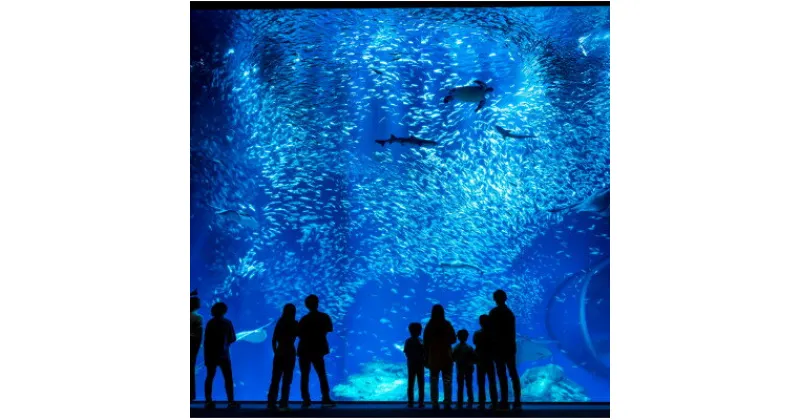 【ふるさと納税】アクアワールド茨城県大洗水族館　貸切3時間プラン(イルカ・アシカオーシャンライブ付)【配送不可地域：離島・沖縄県】【1424655】