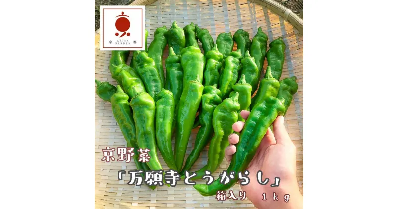 【ふるさと納税】 【2024年夏発送】京野菜 「万願寺とうがらし」 からくない！肉厚甘い 逸品 箱入り 1kg 2～4人用 伝統野菜 とうがらし 万願寺 ピーマン 大型 野菜 夏野菜 農家直送 揚げ物 炒め物 煮物 レシピ付き京都 舞鶴