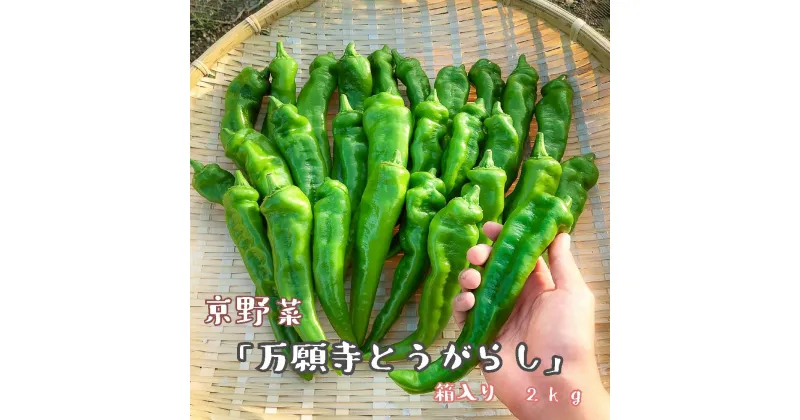 【ふるさと納税】 【2024年夏発送】京野菜 「万願寺とうがらし」 からくない！肉厚甘い 逸品 箱入り 2kg 4人以上用 伝統野菜 とうがらし 万願寺 ピーマン 大型 野菜 夏野菜 農家直送 揚げ物 炒め物 煮物 レシピ付き京都 舞鶴