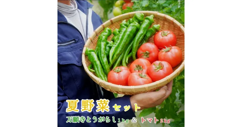 【ふるさと納税】 夏野菜セット 辛くない 万願寺とうがらし1kg トマト2kg 化粧箱入 合計3kg 夏野菜 野菜 セット 万願寺とうがらし とまと トマト 万願寺 新鮮 産地直送 農家直送 箱入り 京都 舞鶴 嵯峨根農園