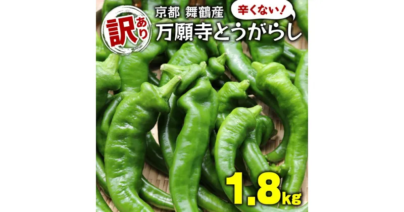 【ふるさと納税】 訳あり 万願寺とうがらし 1.8kg （ 900g ×2 ） 京野菜 辛くない 万願寺とうがらし 野菜 とうがらし 万願寺 新鮮 産地直送 農家直送 箱入り 京都 舞鶴 嵯峨根農園