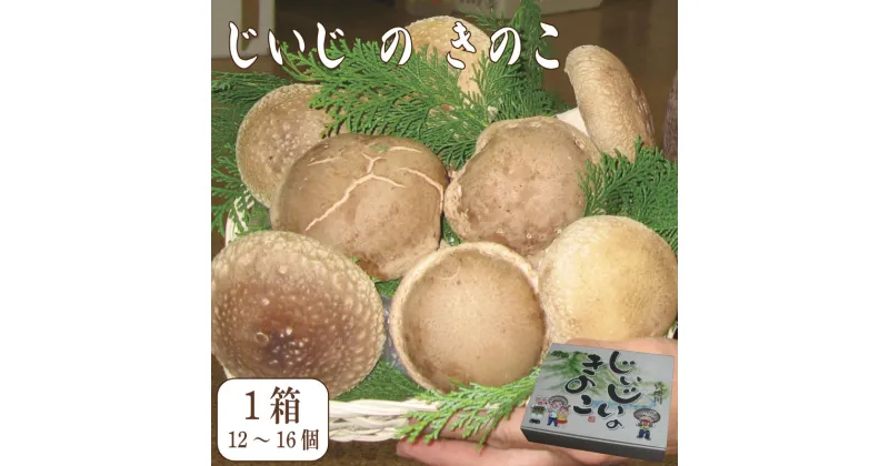 【ふるさと納税】 しいたけ きのこ 1箱 12から16個 肉厚 椎茸 野菜 料理 調理 健康食品 健康 お取り寄せ グルメ 人気 おすすめ 国産 徳島県