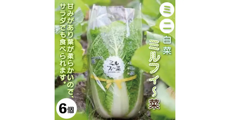 【ふるさと納税】 白菜 はくさい ミニ白菜 2024年12月以降順次発送 6個 セット ハクサイ 野菜 葉物野菜 葉物 旬 国産 生食 甘い ヘルシー 漬物 鍋 鍋料理 煮込み料理 徳島 ミルフィから菜