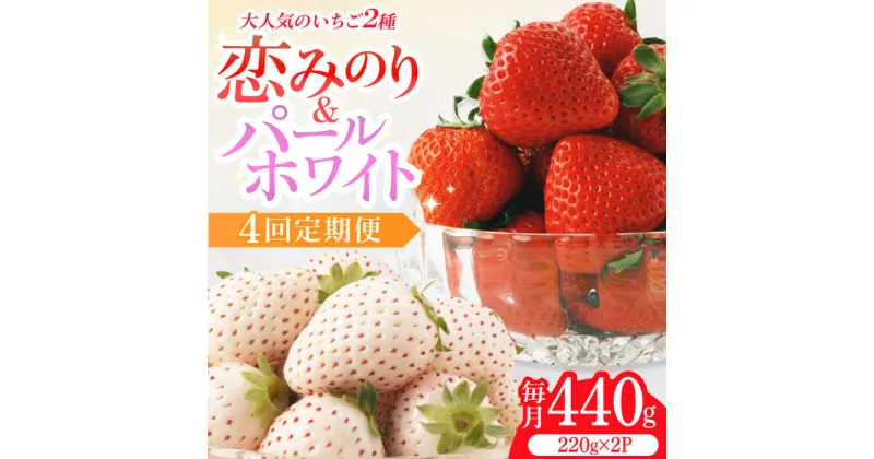 【ふるさと納税】【レビューキャンペーン実施中】【先行予約】【全4回定期便】紅白いちご（恋みのり・パールホワイト）/ いちご イチゴ 苺 果物 フルーツ 定期便 / 佐賀県ふるさと納税 [41AAZZ002]