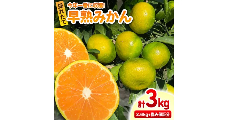 【ふるさと納税】【レビューキャンペーン実施中】【みかん通の方に大人気】早熟みかん 計3kg（2.6kg＋400g傷み保証分）/ フルーツ 果物 みかん 蜜柑 ミカン / 佐賀県 / 山本農園 [41ATBT001]