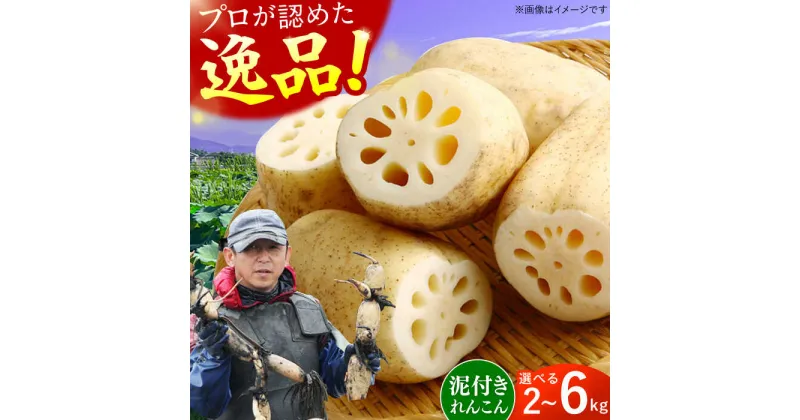 【ふるさと納税】【選べる単品/定期便！】【ミシュランシェフも認めた】田島屋れんこん 2kg-6kg（泥付き） / れんこん レンコン 蓮根 佐賀県産 白石町産 / 佐賀県 / 田島屋れんこん [41ASDA001]