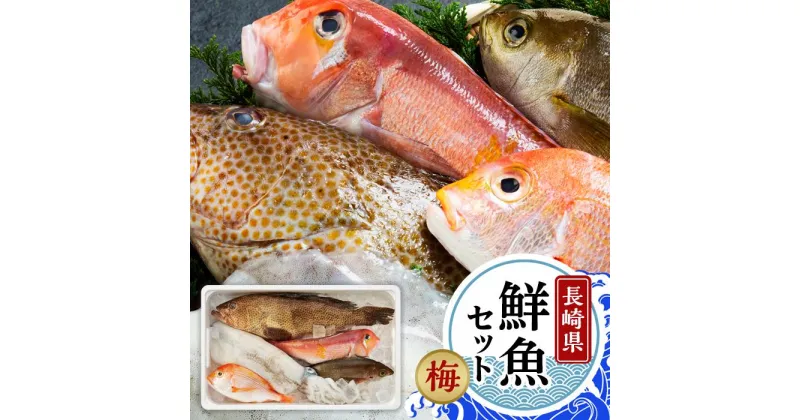 【ふるさと納税】プロの目利きで選別 長崎 魚 3～5種 詰め合わせ 刺身 焼魚 ギフト セット お取り寄せ グルメ 魚介 鮮魚 海鮮 海の幸（梅） | 長崎県 九州 楽天ふるさと 納税 返礼品 支援 食べ物 さかな 魚介類 お刺身 さしみ 刺し身 取り寄せ