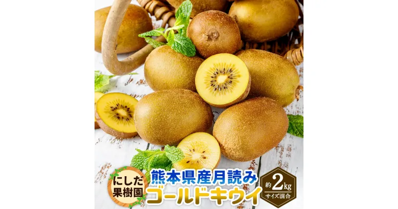 【ふるさと納税】にしだ果樹園の熊本県産 月読み ゴールドキウイ サイズ混合 約2kg にしだ果樹園 キウイ くだもの 果物 フルーツ 果実 キウイフルーツ 常温 九州 熊本県 送料無料 【2024年11月上旬発送開始】