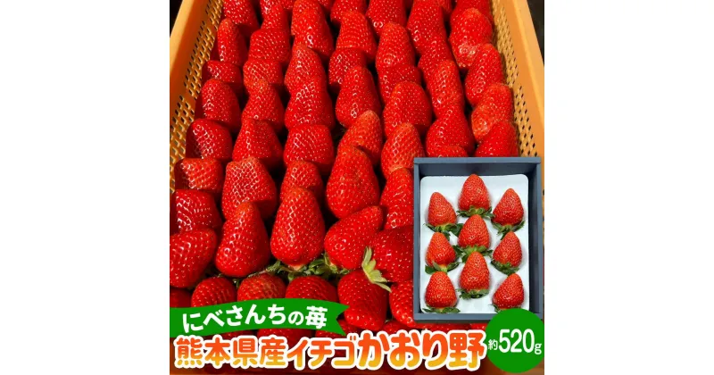 【ふるさと納税】にべさんちの苺 熊本県産 イチゴ かおり野 約520g 約260g(6～9玉)×2パック 苺 いちご フルーツ くだもの 果物 果実 冷蔵 九州 熊本県 送料無料 【2024年12月上旬発送開始】