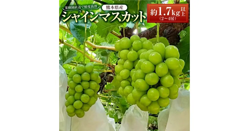 【ふるさと納税】熊本県産シャインマスカット約1.7kg以上（2～4房） フルーツ 果物 果実 マスカット くまもとグリーン農業 九州 熊本県 送料無料 【2025年8月上旬発送開始】