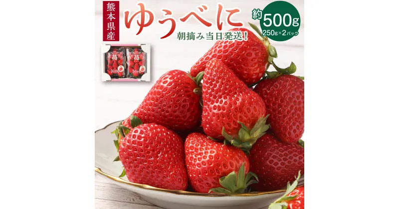 【ふるさと納税】朝摘み当日発送！熊本県産いちご（ゆうべに） 約500g (250g×2パック）フルーツ 果物 いちご 苺 熊本県ブランド品種 九州 熊本県 送料無料 【2024年12月上旬発送開始】