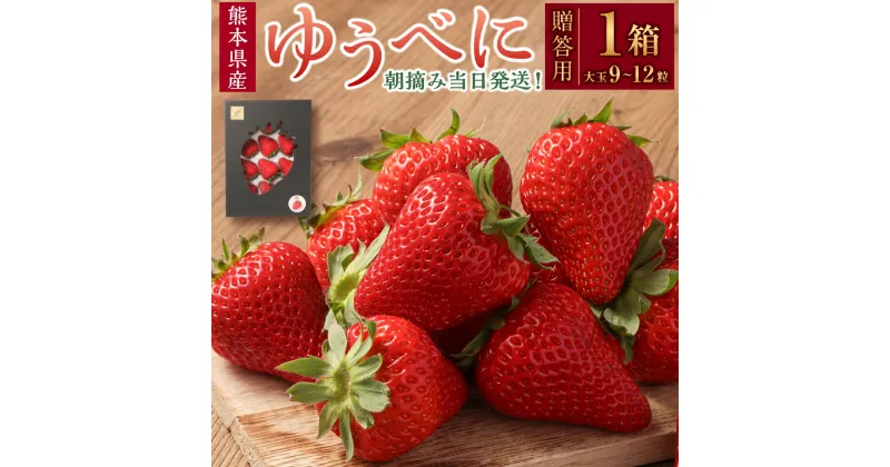 【ふるさと納税】【贈答用】朝摘み当日発送！熊本県産いちご（ゆうべに）（1箱9~12粒大玉） 熊本県ブランド品種 フルーツ 果物 果実 いちご 苺 九州 熊本県 送料無料 【2024年12月上旬発送開始】