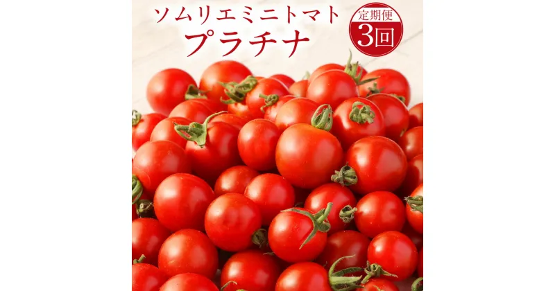 【ふるさと納税】【年3回定期便/2025年1月上旬発送開始】熊本県 ソムリエミニトマト プラチナ 3kg×3回 合計9kg ソムリエ トマト とまと ミニトマト 野菜 旬 新鮮 希少 高濃度 定期便 熊本県 冷蔵 送料無料