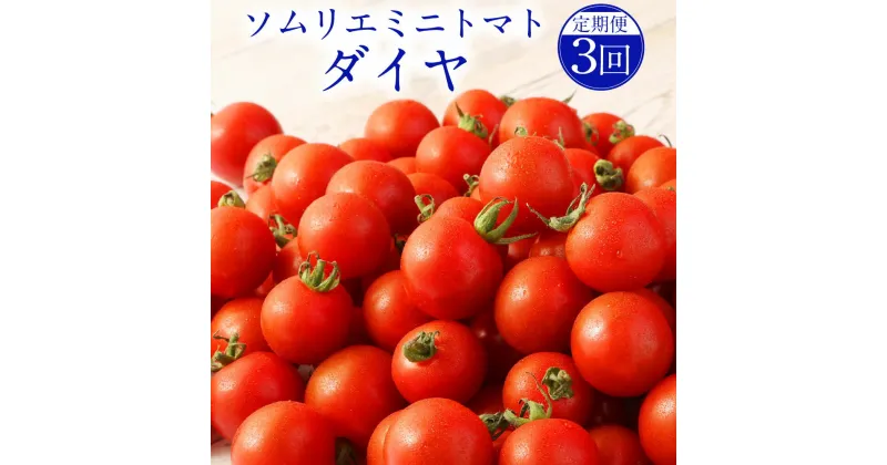 【ふるさと納税】【年3回定期便/2025年1月上旬発送開始】熊本県 ソムリエミニトマト ダイヤ 3kg×3回 合計9kg ソムリエ トマト とまと ミニトマト 野菜 旬 新鮮 塩 塩トマト 定期便 熊本県 冷蔵 送料無料