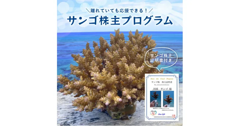 【ふるさと納税】 サンゴ株主プログラム 成長記録付き 珊瑚 オーナー権 株主 権利 沖縄 体験 利用券 旅行 観光