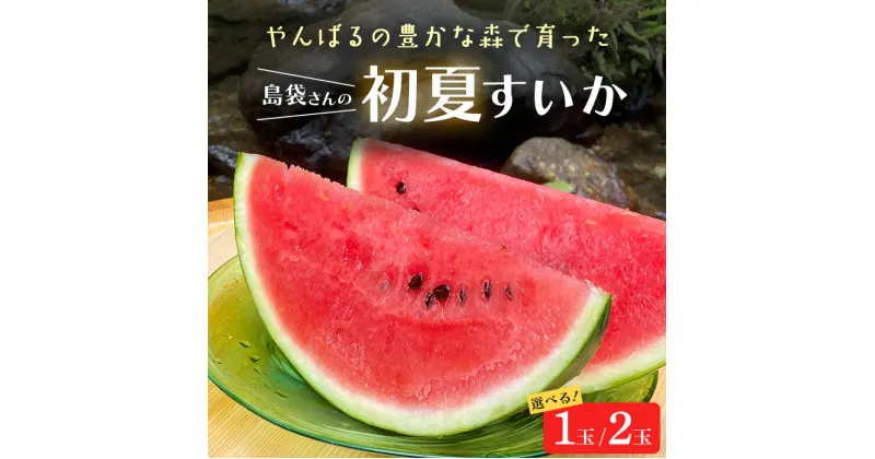 【ふるさと納税】 先行予約 島袋さんの初夏スイカ 選べる 1玉 （5～7kg） 2玉（5～7kg×2） すいか 西瓜 国産 農家直送 沖縄県産 沖縄 フルーツ くだもの 【2025年5月下旬～6月発送予定】