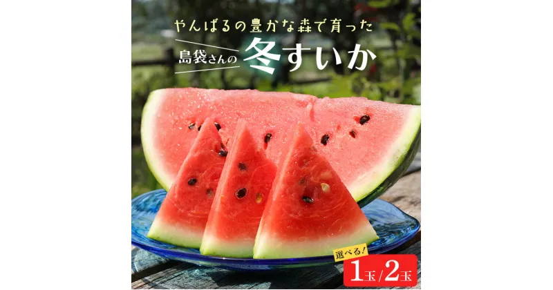 【ふるさと納税】 先行予約 島袋さんの冬スイカ 選べる 1玉 （4～5Kg） 2玉 （4～5Kg×2） すいか 西瓜 国産 農家直送 沖縄県産 沖縄 フルーツ くだもの 【2025年2月下旬～3月発送予定】