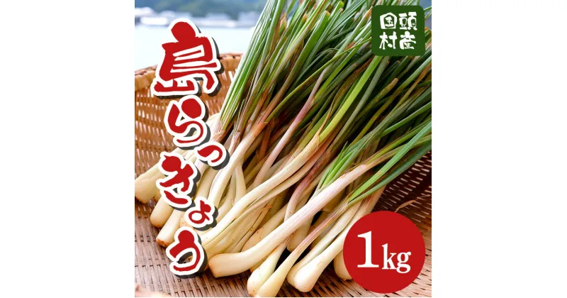 【ふるさと納税】沖縄おつまみの定番！国頭村の島らっきょう（1kg）