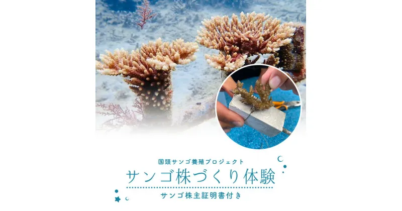 【ふるさと納税】 サンゴ株作り体験チケット 珊瑚 オーナー権 株主 権利 沖縄 体験 利用券 旅行 観光