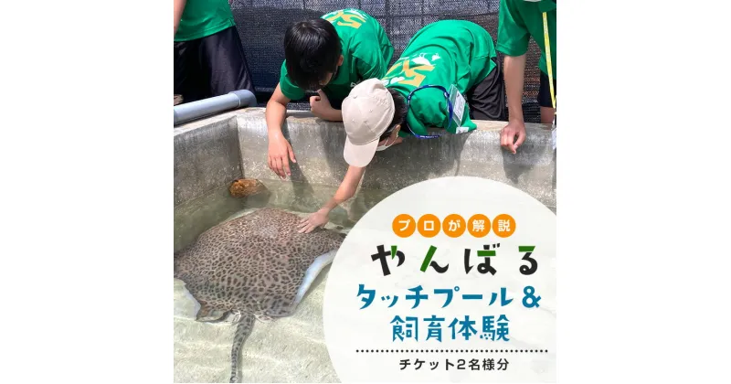 【ふるさと納税】 やんばるタッチプール＆飼育体験チケット（2名様） ふれあい 餌やり えさやり 海の生き物 旅行 観光 沖縄 子供 ペア 家族