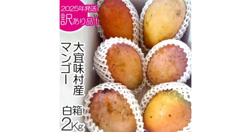 【ふるさと納税】【2025年発送】訳あり品！！大宜味村産マンゴー【約2kg・白箱】 訳アリ 先行予約 沖縄 甘味 糖度 濃厚 おいしい お土産 まんごー アーウィン 果物 くだもの 果実 送料無料 ふるさと納税 2キロ トロピカル 箱入り 食べ物 フルーツ