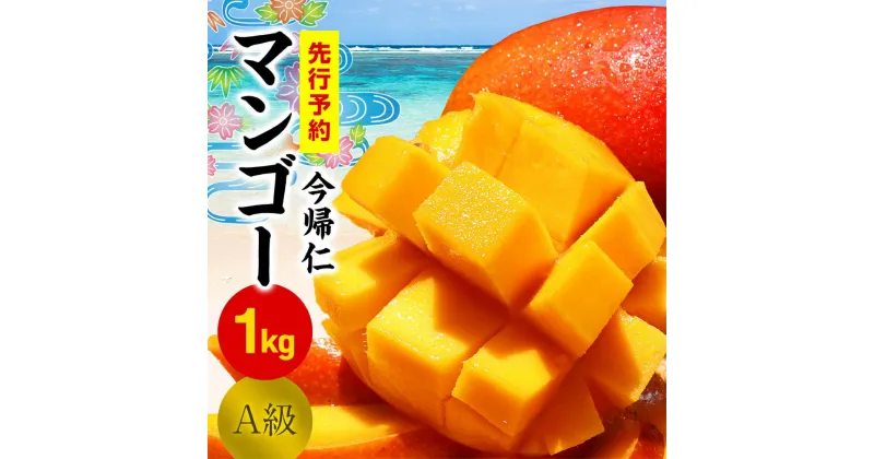 【ふるさと納税】 今帰仁マンゴーA級1kg【先行予約】【2025年6月～7月頃発送】生産者直送 国産 沖縄 アップルマンゴー フルーツ 果物