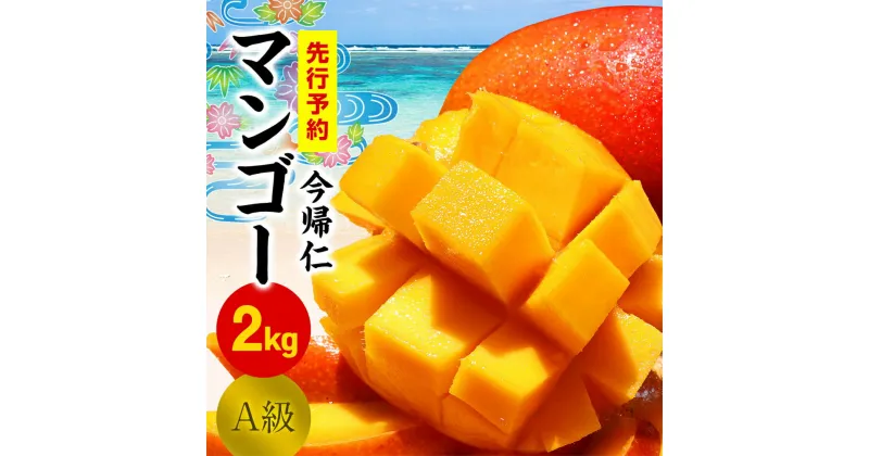 【ふるさと納税】今帰仁マンゴーA級2kg【先行予約】【2025年6月中旬～7月頃発送】生産者直送