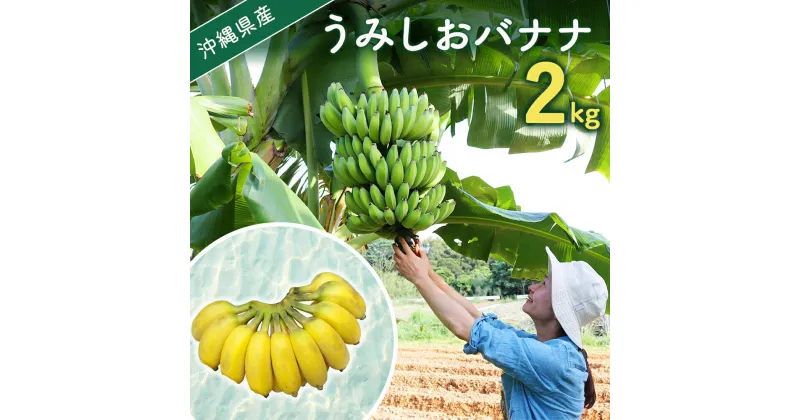 【ふるさと納税】【先行予約　限定50個】 うみしおバナナ 2kg 【2025年6～8月頃に配送】 今帰仁村産 アップルバナナ　常温発送