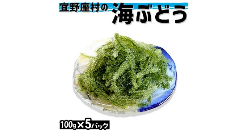 【ふるさと納税】宜野座村の海ぶどう（100g×5パック）