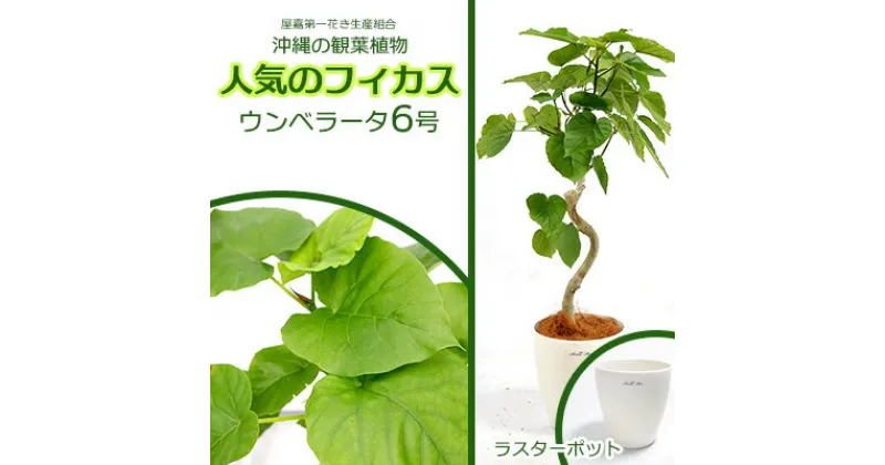 【ふるさと納税】★【沖縄の観葉植物】人気のフィカス ウンベラータ6号 ラスターポット インテリアグリーン ゴムの木 ゴムノキ ガーデン 風水 鉢植え 癒し 成長記録 成長記録 専門店 生活 オフィス おすすめ 暮らし おしゃれ 南国 日光 水やり お祝い 送料無料