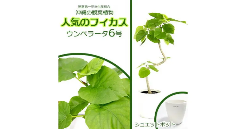 【ふるさと納税】★【沖縄の観葉植物】人気のフィカス ウンベラータ6号 シュエット鉢ポット インテリアグリーン ゴムの木 ゴムノキ ガーデン 風水 鉢植え 癒し 成長記録 趣味 専門店 生活 オフィス おすすめ 暮らし おしゃれ 南国 日光 水やり お祝い 送料無料