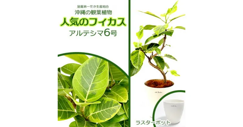 【ふるさと納税】★【沖縄の観葉植物】人気のフィカス アルテシマ6号 ラスターポット インテリアグリーン ゴムの木 ゴムノキ ガーデン 風水 鉢植え 癒し 成長記録 趣味 専門店 生活 オフィス おすすめ 暮らし おしゃれ 南国 日光 水やり お祝い 送料無料