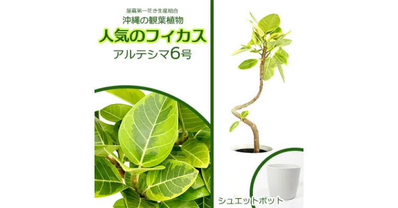 【ふるさと納税】★【沖縄の観葉植物】人気のフィカス アルテシマ6号 シュエット鉢ポット インテリアグリーン ゴムの木 ゴムノキ ガーデン 風水 鉢植え 癒し 成長記録 趣味 専門店 生活 オフィス おすすめ 暮らし おしゃれ 南国 日光 水やり お祝い 送料無料