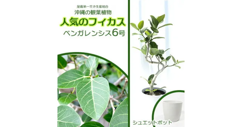 【ふるさと納税】★【沖縄の観葉植物】人気のフィカス ベンガレンシス6号 シュエット鉢ポット インテリアグリーン ゴムの木 ゴムノキ ガーデン 風水 鉢植え 癒し 成長記録 趣味 専門店 生活 オフィス おすすめ 暮らし おしゃれ 南国 日光 水やり お祝い 送料無料