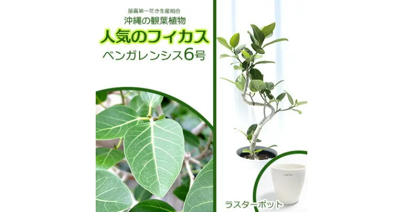 【ふるさと納税】★【沖縄の観葉植物】人気のフィカス ベンガレンシス6号 ラスターポット インテリアグリーン ゴムの木 ゴムノキ ガーデン 風水 鉢植え 癒し 成長記録 趣味 専門店 生活 オフィス おすすめ 暮らし おしゃれ 南国 日光 水やり お祝い 送料無料