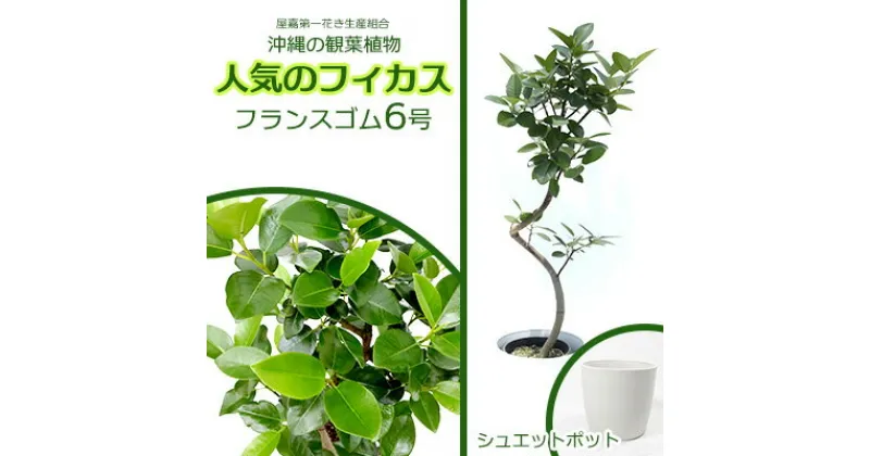 【ふるさと納税】★【沖縄の観葉植物】人気のフィカス フランスゴム6号 シュエット鉢ポット インテリアグリーン ゴムの木 ゴムノキ ガーデン 風水 鉢植え 癒し 成長記録 趣味 専門店 生活 オフィス おすすめ 暮らし おしゃれ 南国 日光 水やり お祝い 送料無料