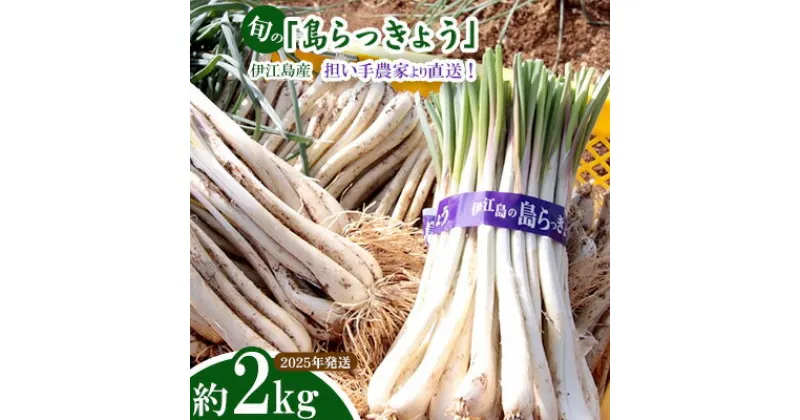 【ふるさと納税】【2025年発送】伊江島より直送！旬の「島らっきょう」約2kg 天ぷら 酢漬け 炒め 甘酢漬け 浅漬け 味噌 自然 美食 地酒 お気に入り 美味しい フライ おすすめ 地元 沖縄県 南国 食品 人気 産地直送 送料無料