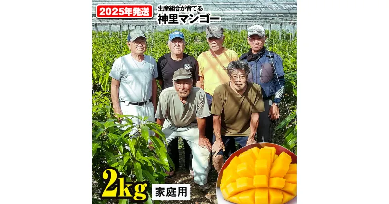 【ふるさと納税】【2025年発送】生産組合が育てる神里のマンゴー2kg　家庭用