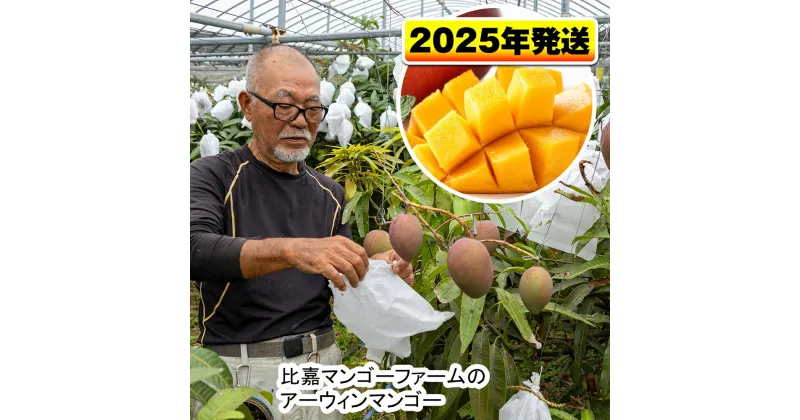 【ふるさと納税】【2025年発送】比嘉マンゴーファームのアーウィンマンゴー　家庭用1.5kg