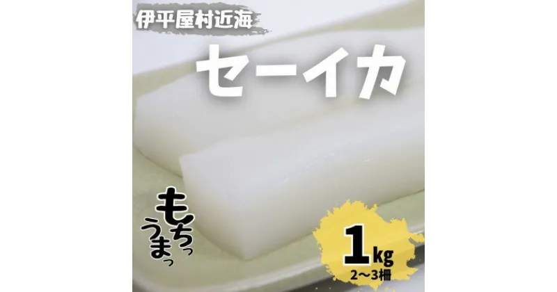 【ふるさと納税】もちっと食感 セーイカ 1kg(2～3柵)【配送不可地域：離島】【1544697】