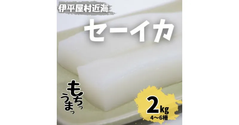 【ふるさと納税】もちっと食感 セーイカ 2kg(4～6柵)【配送不可地域：離島】【1544699】