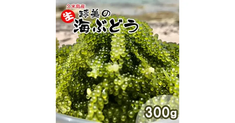 【ふるさと納税】球美の”生”海ぶどう（100g×3個）