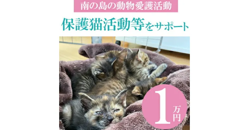 【ふるさと納税】【南の島の動物愛護活動】保護猫活動等をサポート（1万円）- ねこ ネコ 地域猫 保護活動 支援 応援 さくらねこ 動物愛護 保護 里親 寄附のみ 沖縄県 八重瀬町